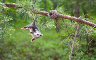 Possum