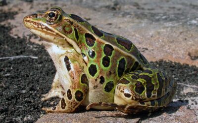 Leopard Frog