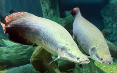 Arapaima