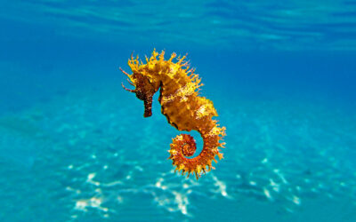 Seahorse