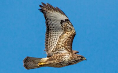 Common Buzzard