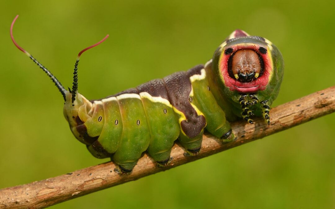 Puss Moth