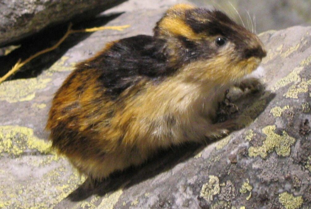 Lemming