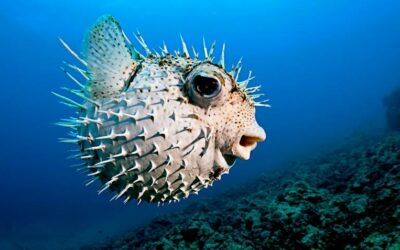 Pufferfish