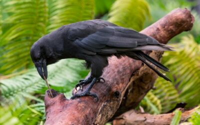 Hawaiian Crow