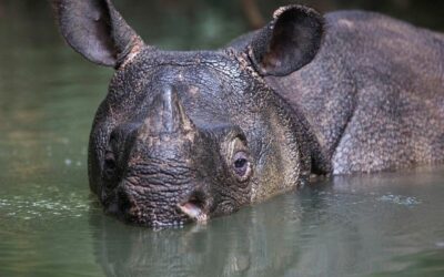 Javan Rhinoceros