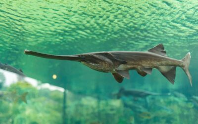 Paddlefish