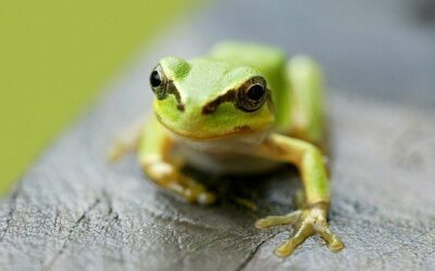 African Tree Toad