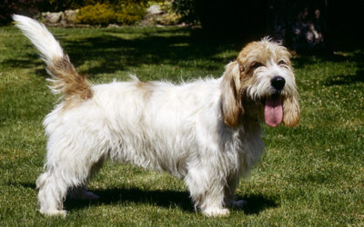 Petit Basset Griffon Vendéen