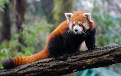 Red Panda