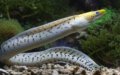 Eel