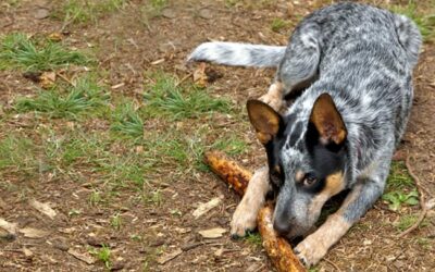 Australian Cattle Dog