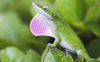 Green Anole