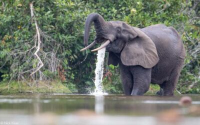 African Forest Elephant