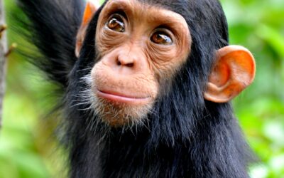 Chimpanzee