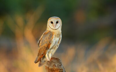 Barn Owl