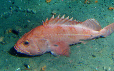 Rockfish