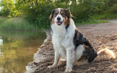 English Shepherd