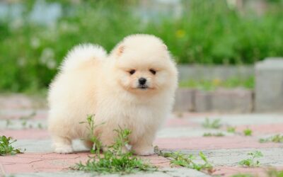 Pomeranian