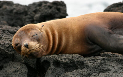 Fur Seal