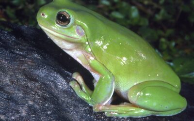 Green Frog