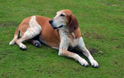 American Coonhound