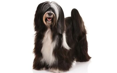 Tibetan Terrier