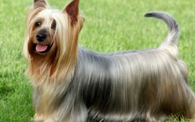 Silky Terrier