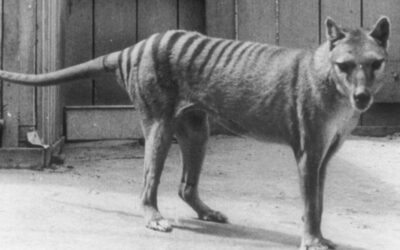 Tasmanian Tiger