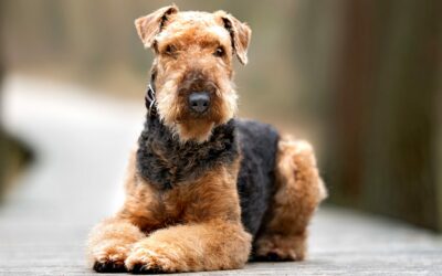 Airedale Terrier