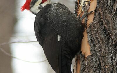 Ivory-billed woodpecker