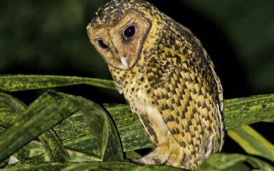 Golden Masked Owl