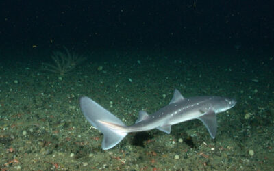 Spiny Dogfish