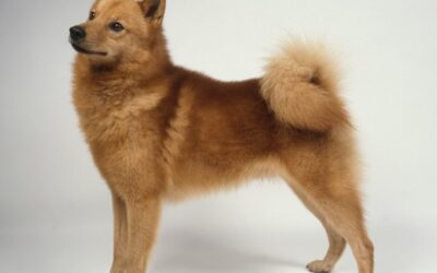 Finnish Spitz