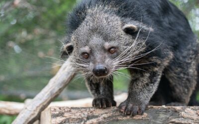 Binturong