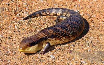 Skink Lizard