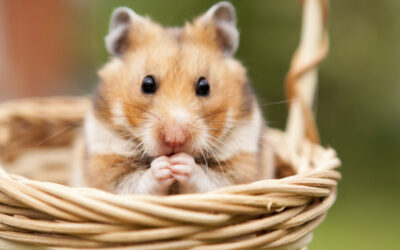 Hamster