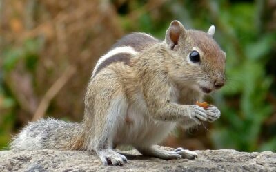 Indian Palm Squirrel