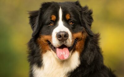 Bernese Shepherd