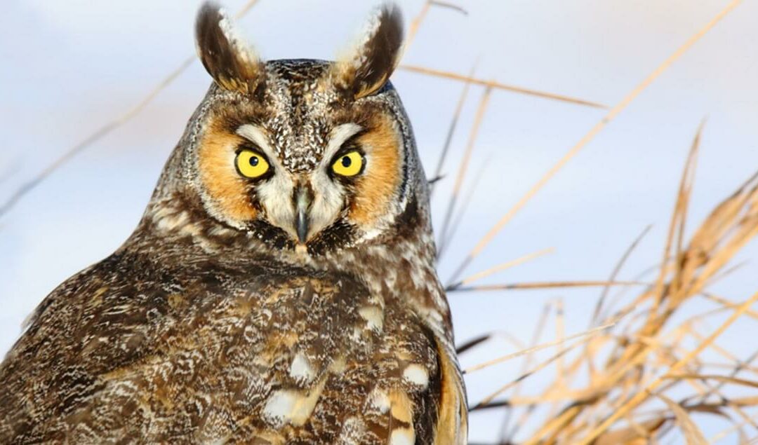 Long-Eared Owl