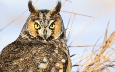 Long-Eared Owl