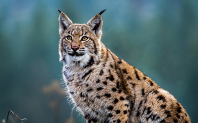 Lynx