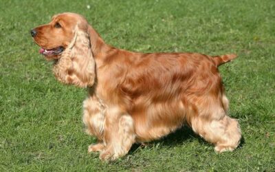 English Cocker Spaniel