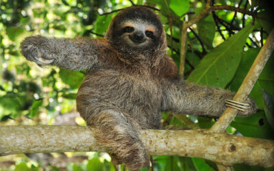 Sloth