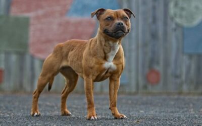 Staffordshire Bull Terrier