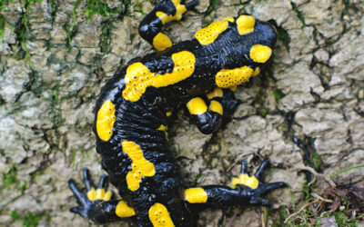 Fire salamander