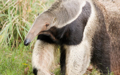 Anteater