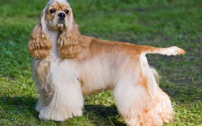 American Cocker Spaniel