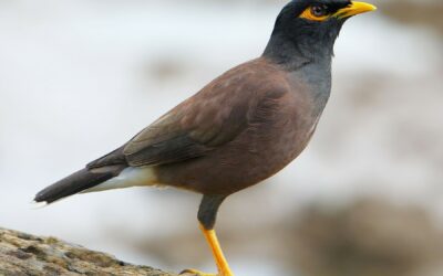 Myna Bird