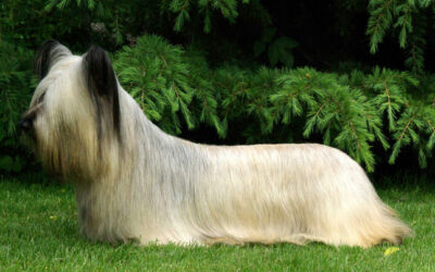 Skye Terrier